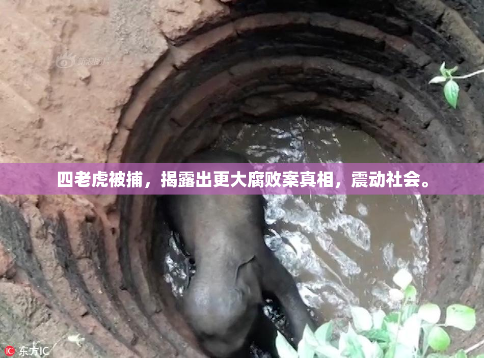 四老虎被捕，揭露出更大腐败案真相，震动社会。