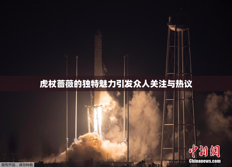 虎杖蔷薇的独特魅力引发众人关注与热议