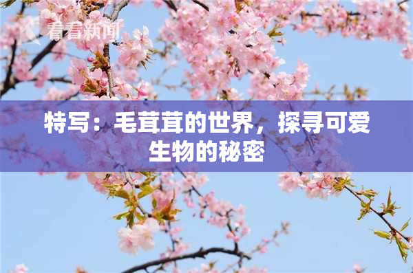特写：毛茸茸的世界，探寻可爱生物的秘密