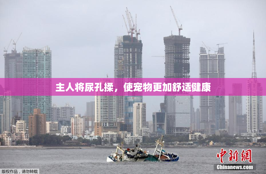 主人将尿孔揉，使宠物更加舒适健康