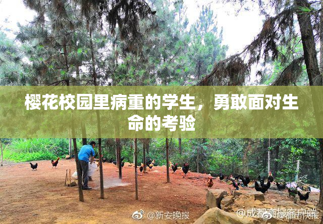 樱花校园里病重的学生，勇敢面对生命的考验