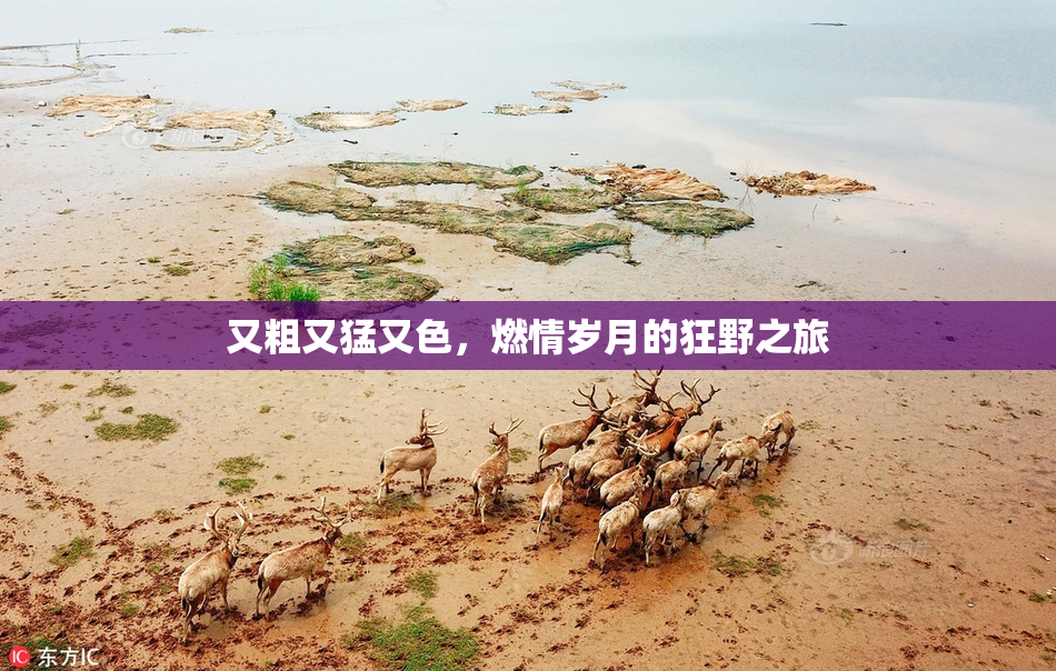 又粗又猛又色，燃情岁月的狂野之旅