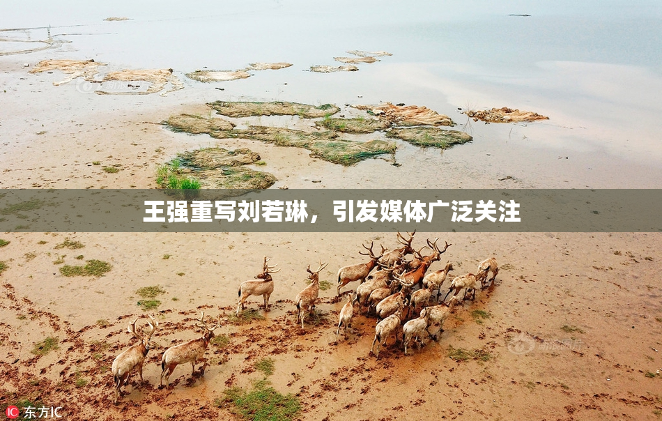 王强重写刘若琳，引发媒体广泛关注