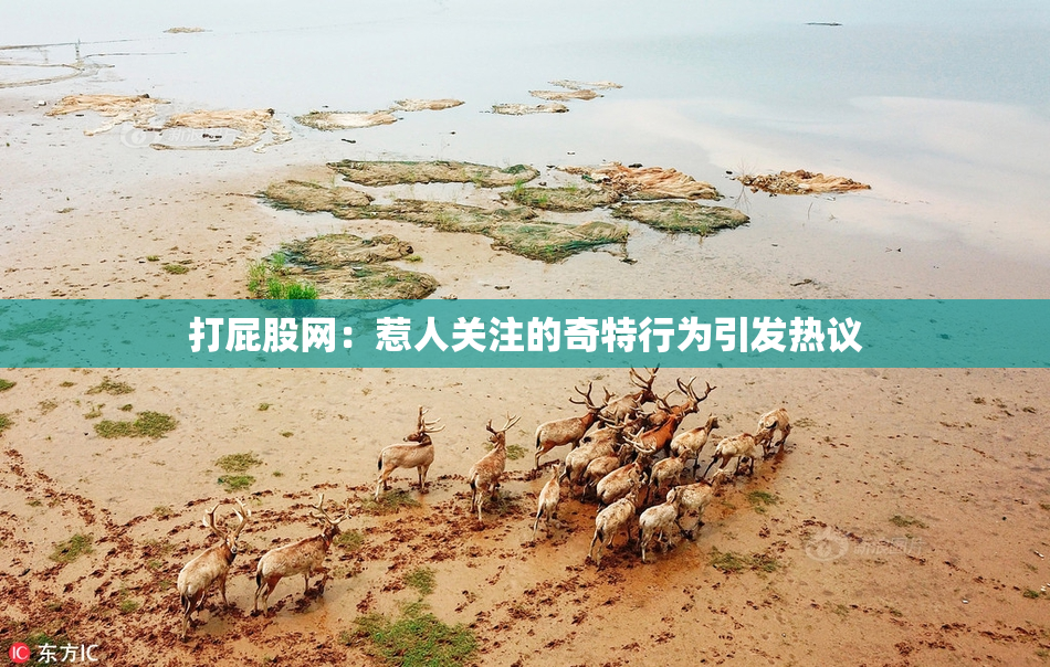 打屁股网：惹人关注的奇特行为引发热议
