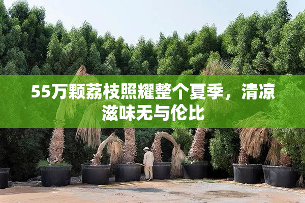 55万颗荔枝照耀整个夏季，清凉滋味无与伦比