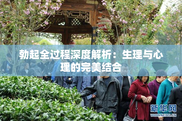 勃起全过程深度解析：生理与心理的完美结合