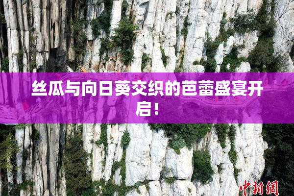 丝瓜与向日葵交织的芭蕾盛宴开启！