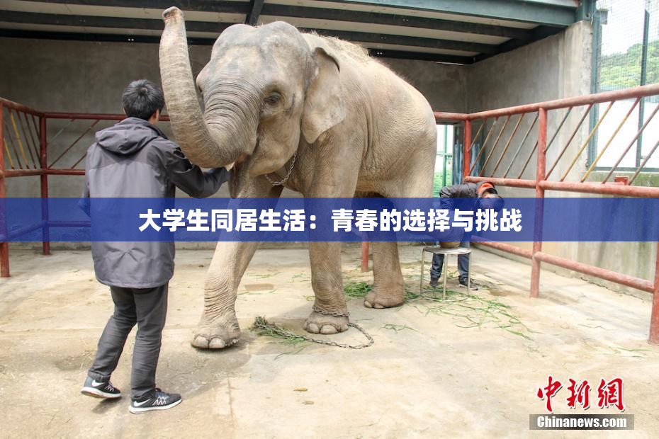 大学生同居生活：青春的选择与挑战