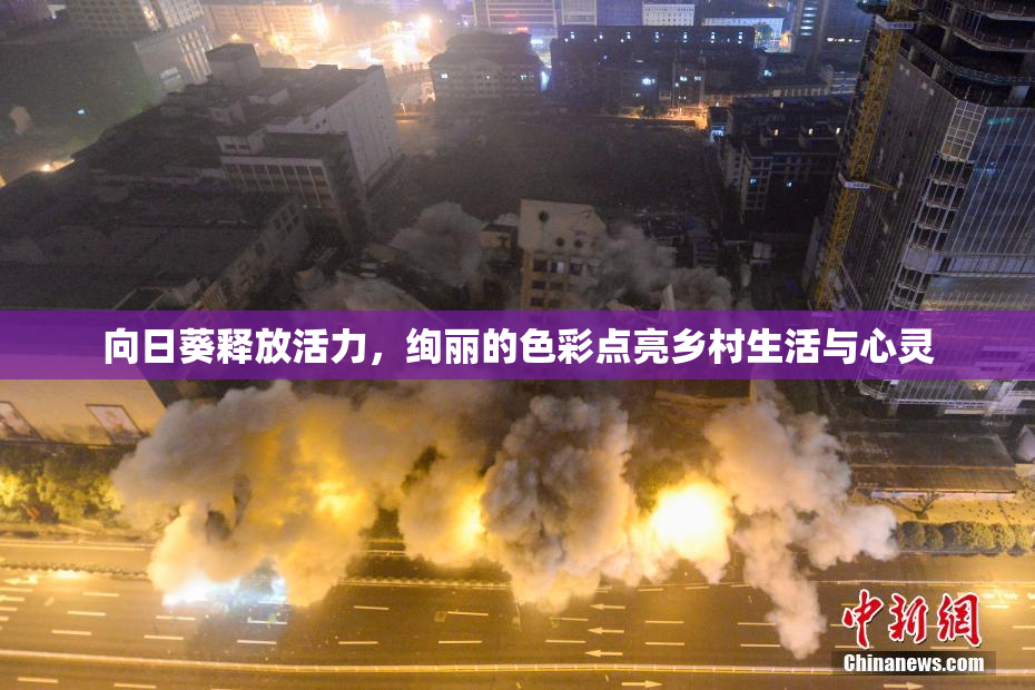 向日葵释放活力，绚丽的色彩点亮乡村生活与心灵