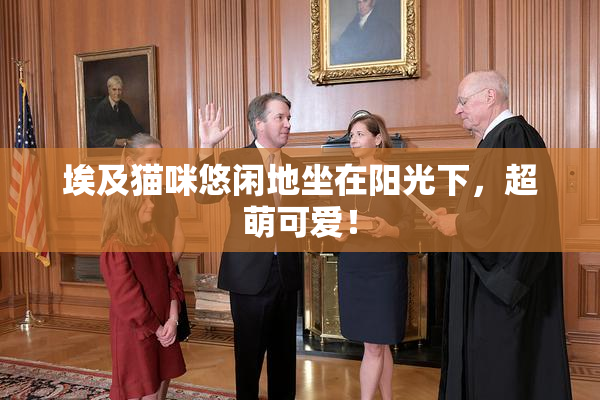 埃及猫咪悠闲地坐在阳光下，超萌可爱！