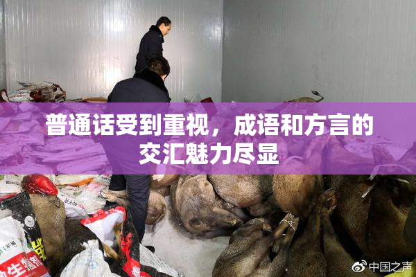 普通话受到重视，成语和方言的交汇魅力尽显