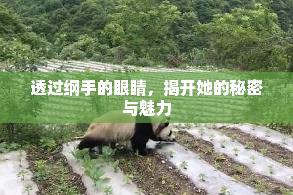 透过纲手的眼睛，揭开她的秘密与魅力