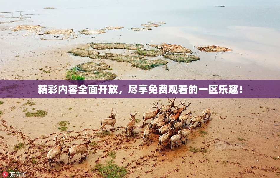 精彩内容全面开放，尽享免费观看的一区乐趣！