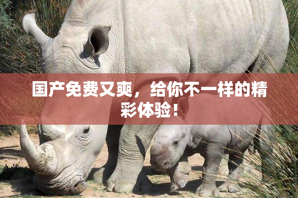 国产免费又爽，给你不一样的精彩体验！