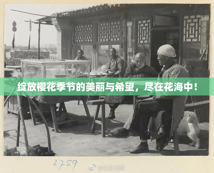 绽放樱花季节的美丽与希望，尽在花海中！