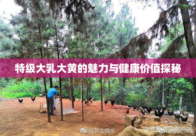 特级大乳大黄的魅力与健康价值探秘