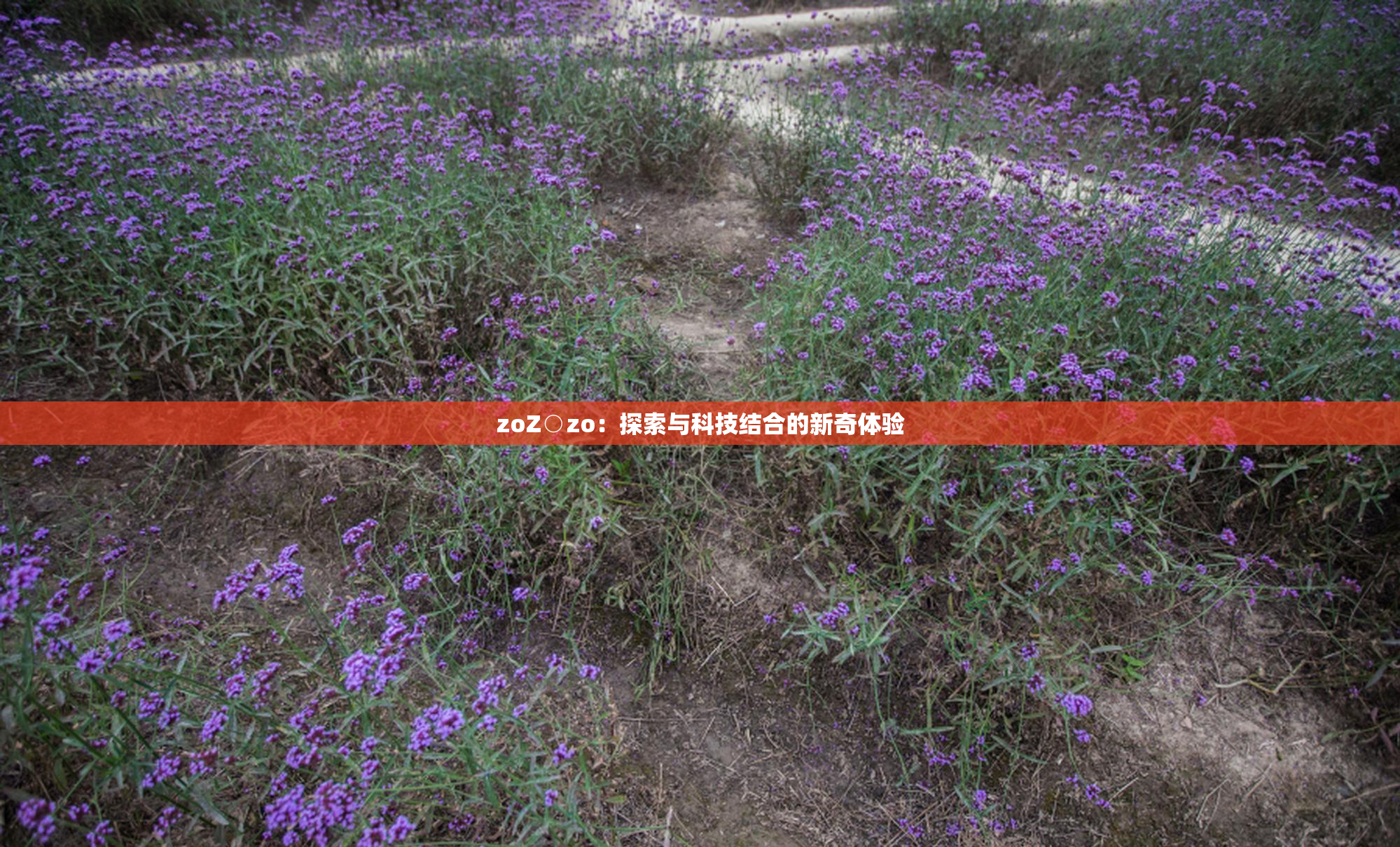 zoZ○zo：探索与科技结合的新奇体验