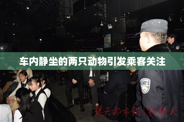 车内静坐的两只动物引发乘客关注