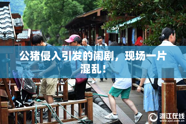 公猪侵入引发的闹剧，现场一片混乱！