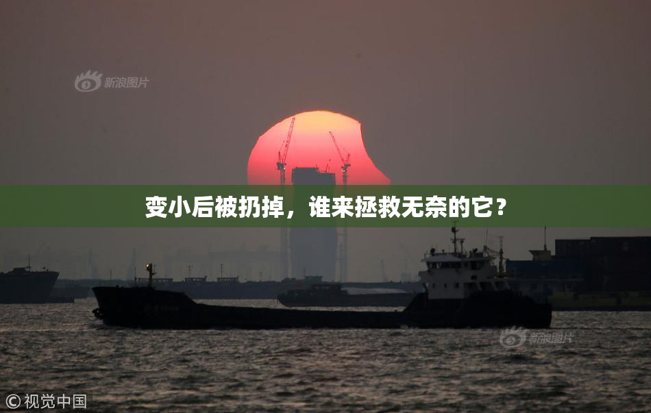 变小后被扔掉，谁来拯救无奈的它？