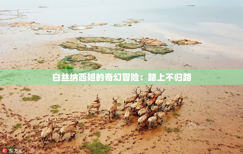 白丝纳西妲的奇幻冒险：踏上不归路