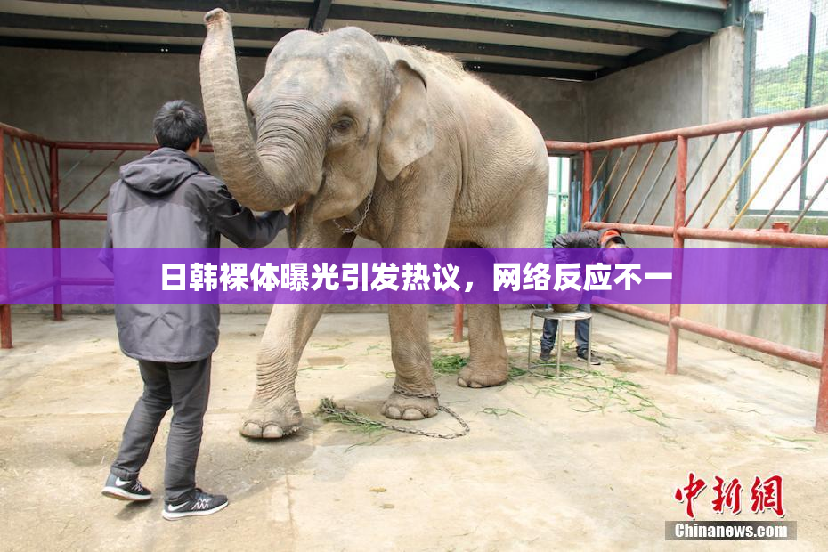 日韩裸体曝光引发热议，网络反应不一