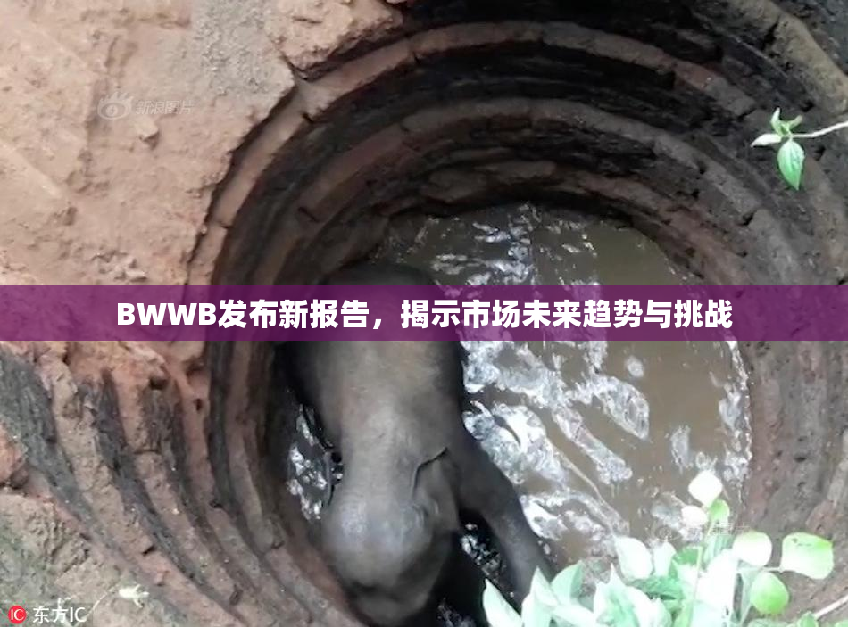 BWWB发布新报告，揭示市场未来趋势与挑战