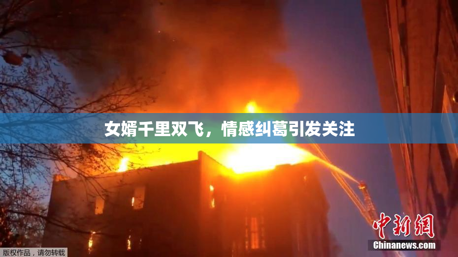 女婿千里双飞，情感纠葛引发关注