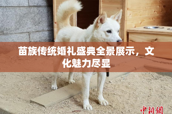 苗族传统婚礼盛典全景展示，文化魅力尽显