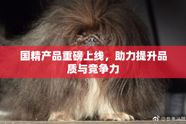 国精产品重磅上线，助力提升品质与竞争力