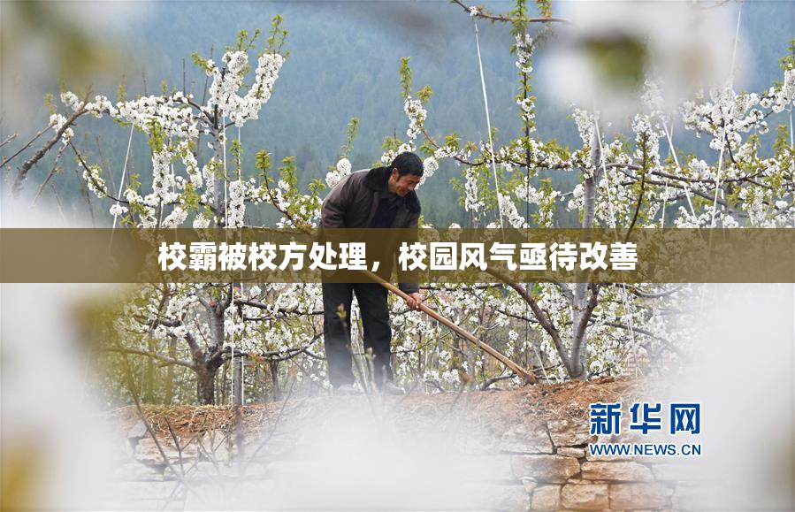校霸被校方处理，校园风气亟待改善