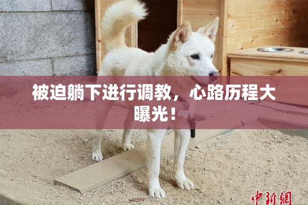 被迫躺下进行调教，心路历程大曝光！