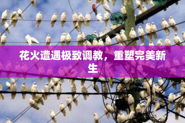 花火遭遇极致调教，重塑完美新生