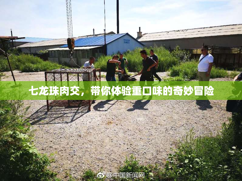 七龙珠肉交，带你体验重口味的奇妙冒险
