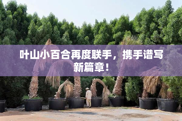 叶山小百合再度联手，携手谱写新篇章！