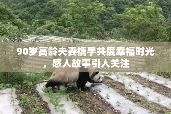 90岁高龄夫妻携手共度幸福时光，感人故事引人关注