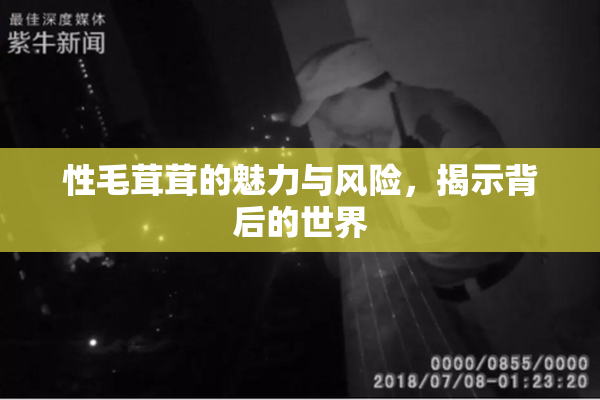 性毛茸茸的魅力与风险，揭示背后的世界