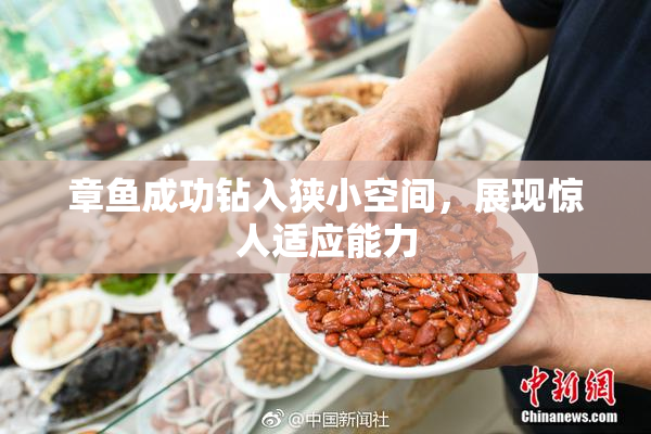 章鱼成功钻入狭小空间，展现惊人适应能力