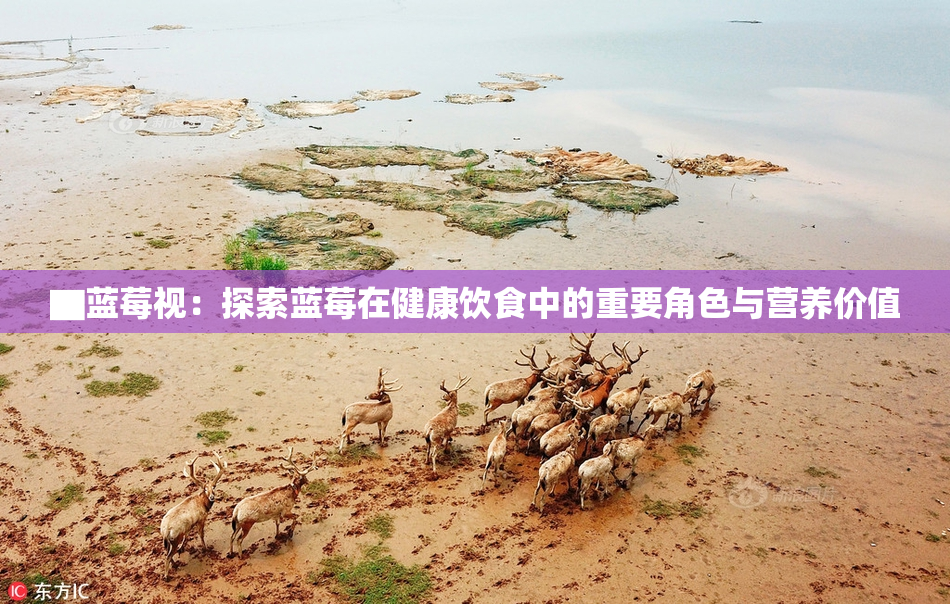 ▇蓝莓视：探索蓝莓在健康饮食中的重要角色与营养价值
