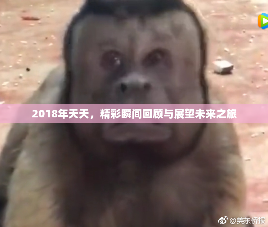 2018年天天，精彩瞬间回顾与展望未来之旅