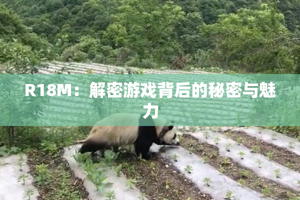 R18M：解密游戏背后的秘密与魅力