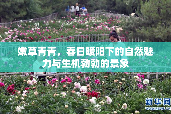 嫩草青青，春日暖阳下的自然魅力与生机勃勃的景象