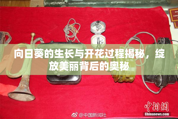 向日葵的生长与开花过程揭秘，绽放美丽背后的奥秘