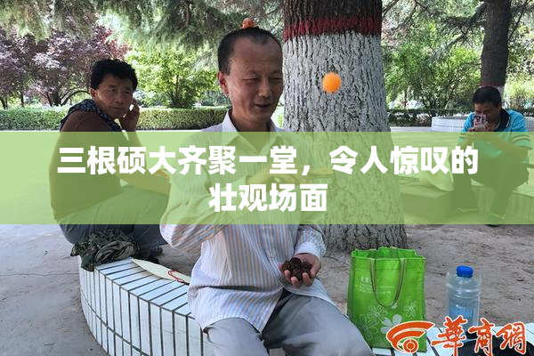 三根硕大齐聚一堂，令人惊叹的壮观场面