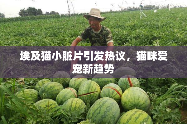 埃及猫小脏片引发热议，猫咪爱宠新趋势