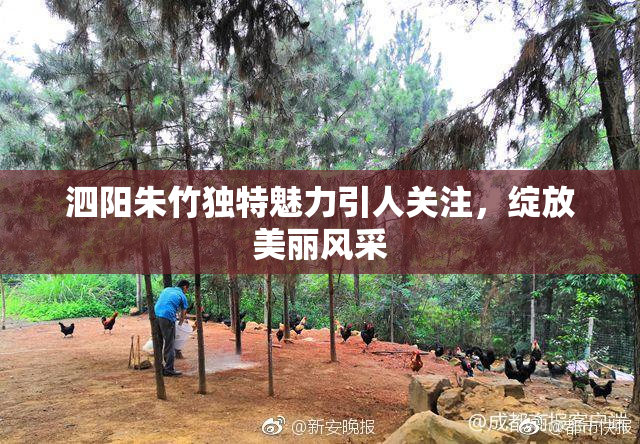 泗阳朱竹独特魅力引人关注，绽放美丽风采