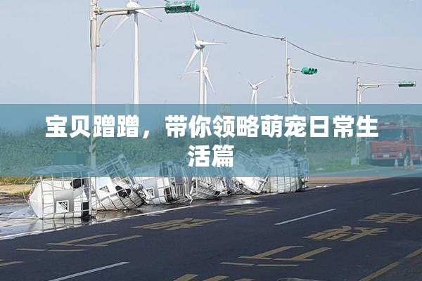 宝贝蹭蹭，带你领略萌宠日常生活篇