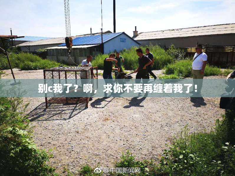 别c我了？啊，求你不要再缠着我了！