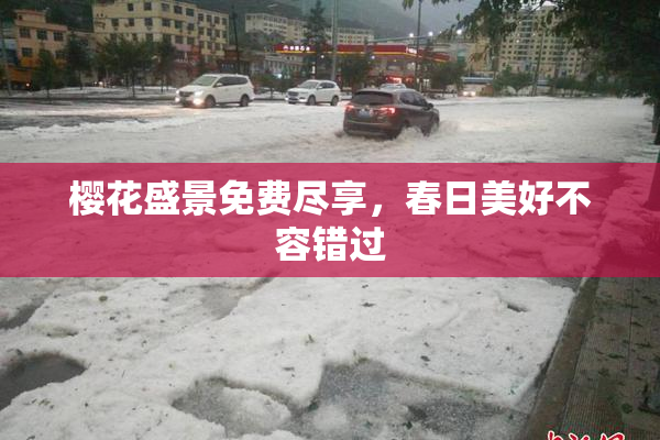 樱花盛景免费尽享，春日美好不容错过