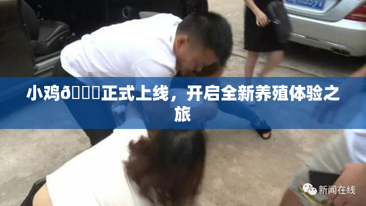 小鸡🐔正式上线，开启全新养殖体验之旅